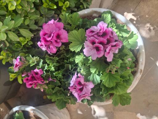 نهالستان مجید