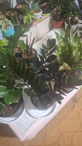 عکس نهالستان مجید