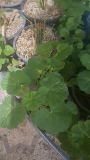 عکس نهالستان مجید