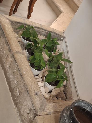 عکس نهالستان مجید