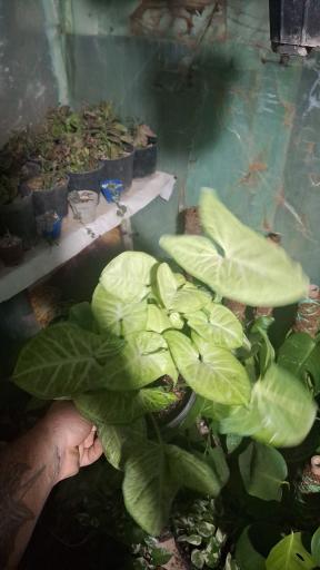 عکس نهالستان مجید