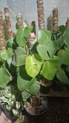 عکس نهالستان مجید