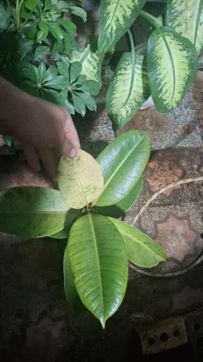 عکس نهالستان مجید