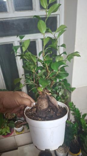عکس نهالستان مجید