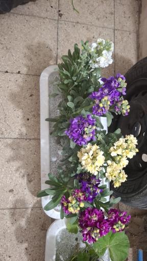 عکس نهالستان مجید