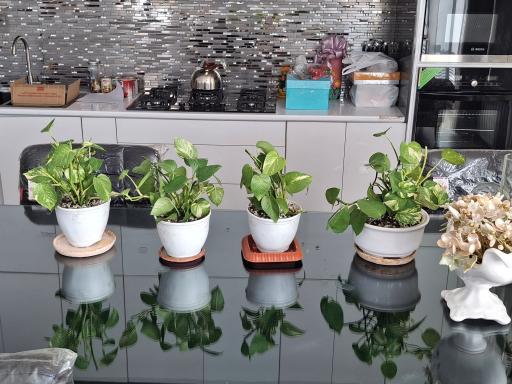 عکس نهالستان مجید