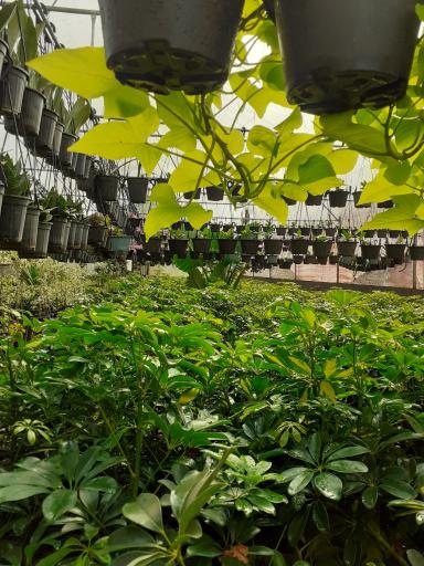 عکس گلسرای قربانی 