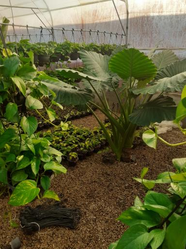 عکس گلسرای قربانی 