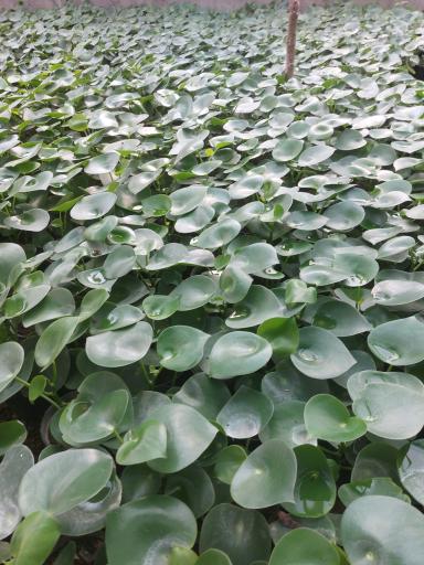 عکس گلسرای قربانی 