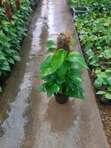 عکس گلسرای قربانی 