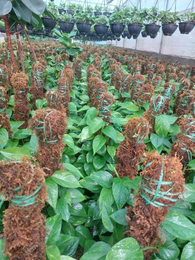 عکس گلسرای قربانی 