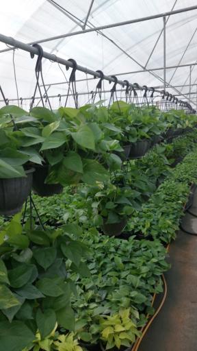 عکس گلسرای قربانی 