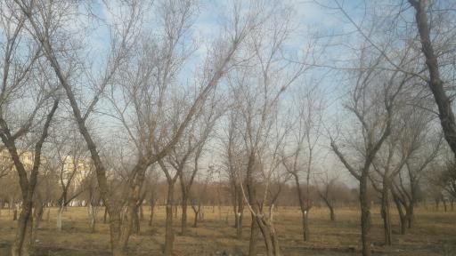 عکس بوستان جنگلی آزادگان