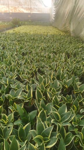 عکس گلخانه آوا گل محلات