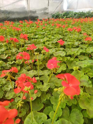 عکس گلخانه آوا گل محلات