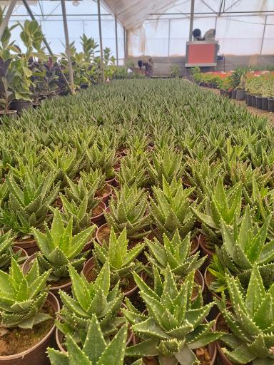 عکس گلخانه آوا گل محلات