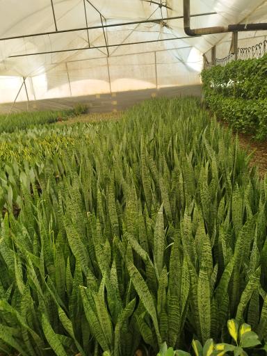 عکس گلخانه آوا گل محلات