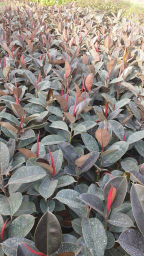 عکس گلخانه آوا گل محلات