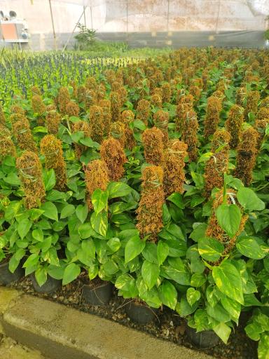 عکس گلخانه آوا گل محلات