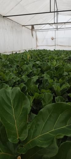 عکس گلخانه آوا گل محلات