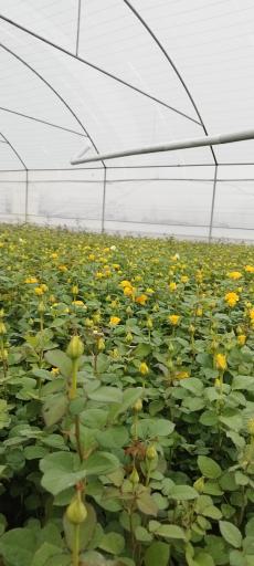 عکس گلخانه آوا گل محلات