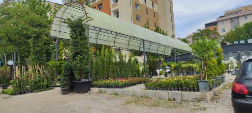 عکس بازار گل آجودانیه