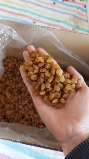 عکس کارگاه بسته بندی کشمش