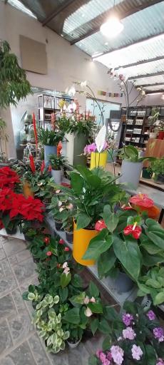 عکس بازار گل آجودانیه