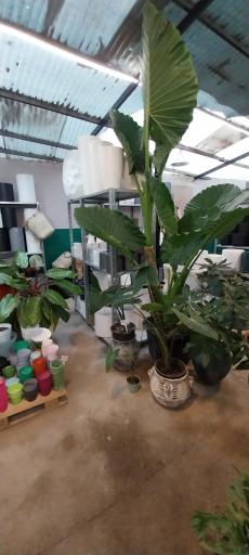 عکس بازار گل آجودانیه