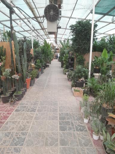 عکس بازار گل آجودانیه