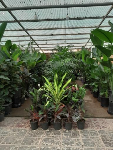 عکس بازار گل آجودانیه