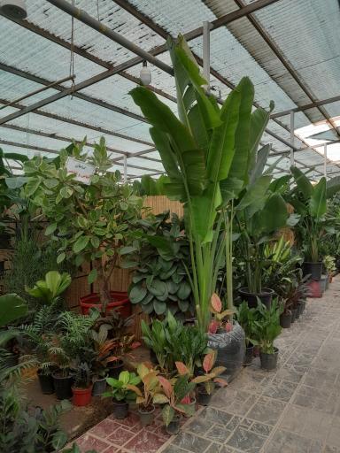عکس بازار گل آجودانیه