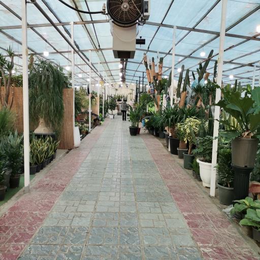 عکس بازار گل آجودانیه