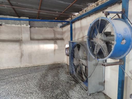 عکس قالیشویی پرسپولیس 