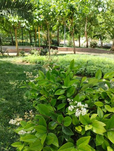 عکس بوستان افرا