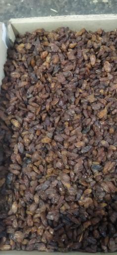 عکس کشمش سام تاک