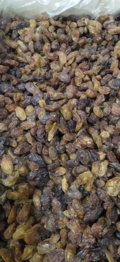 عکس کشمش سام تاک