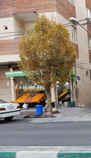 عکس میوه فروشی