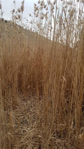 عکس چشمه سار امید