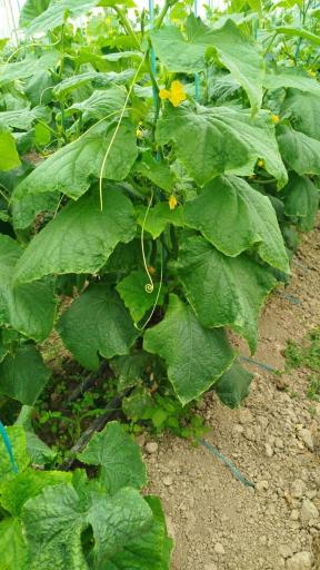 عکس گلخانه نورا