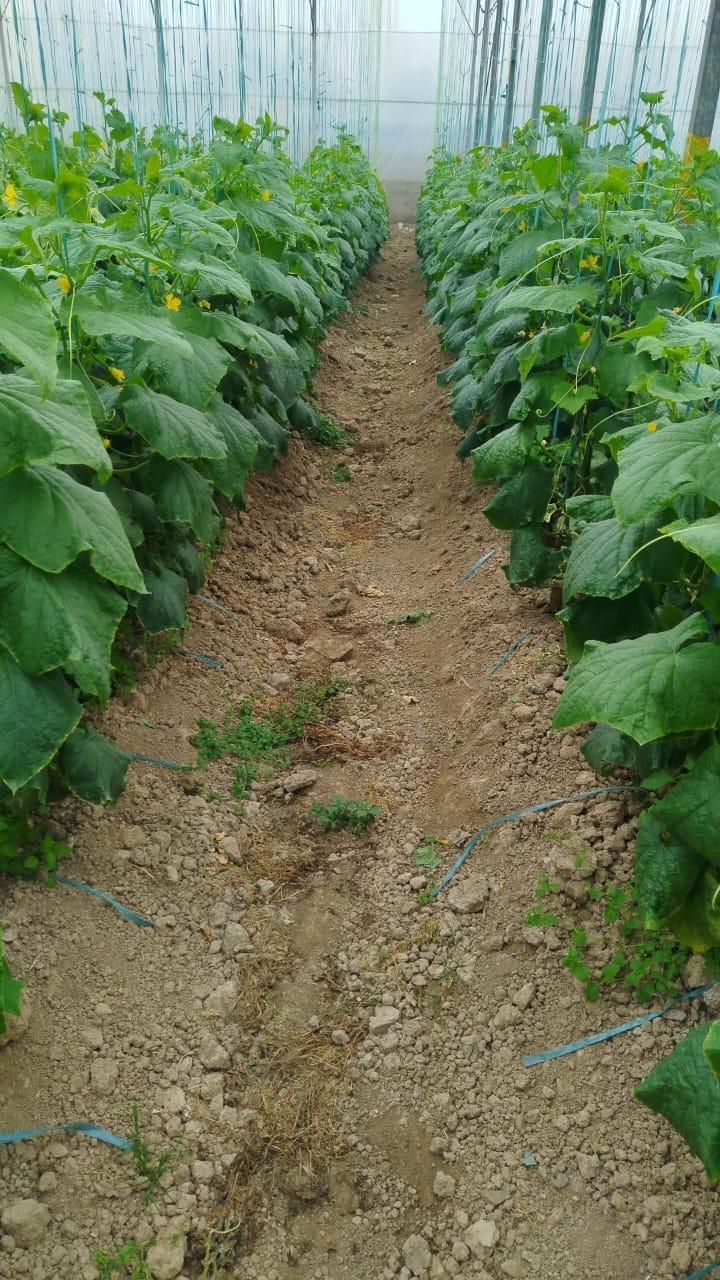 عکس گلخانه نورا