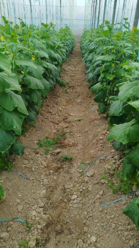 عکس گلخانه نورا