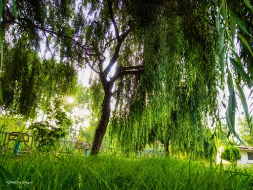 عکس پارک جزیره