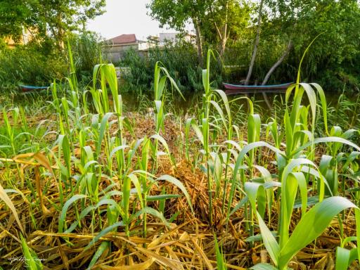 عکس پارک جزیره