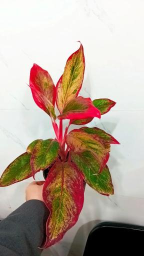 عکس گل و گیاه پارسا