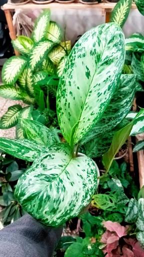 عکس گل و گیاه پارسا