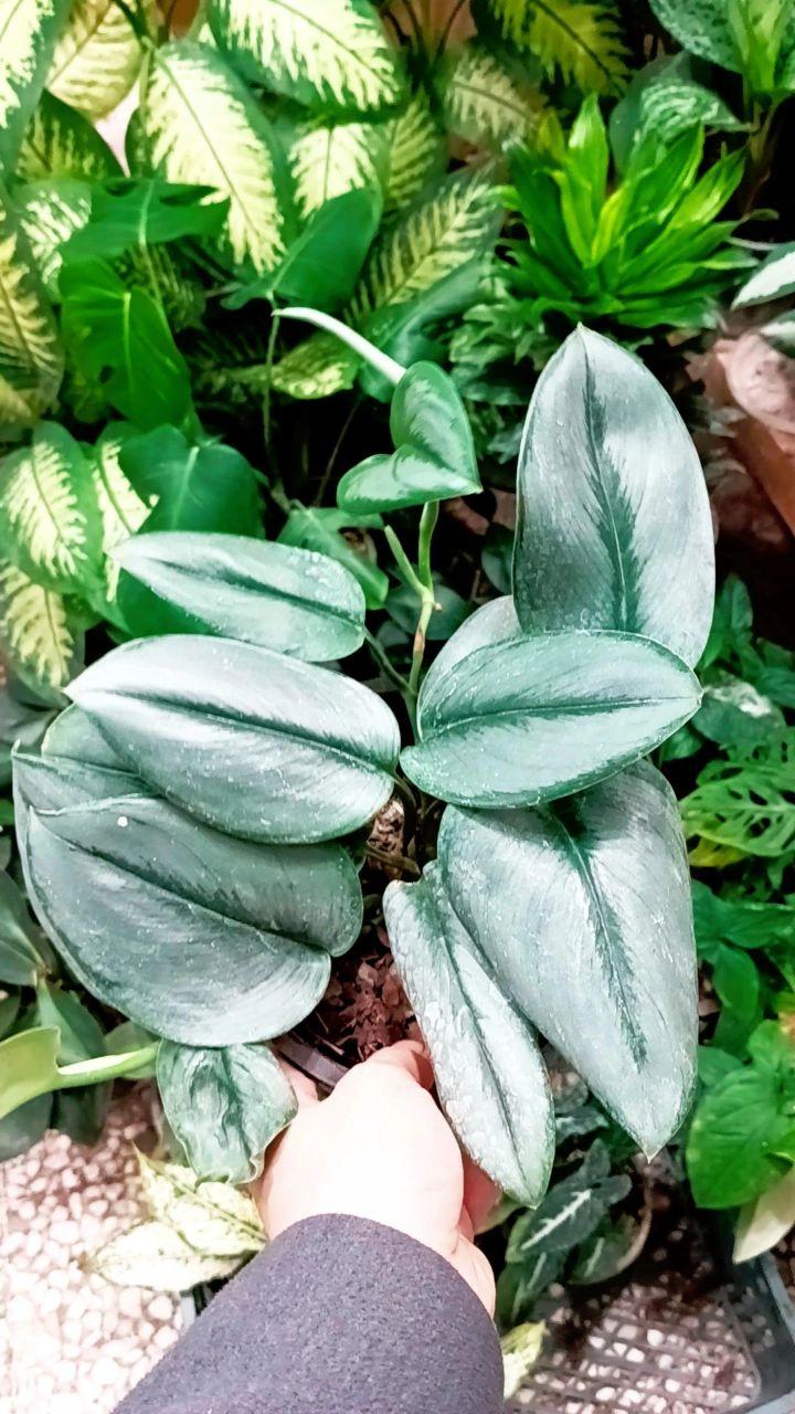 عکس گل و گیاه پارسا