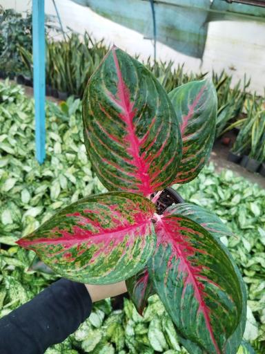 عکس گل و گیاه پارسا