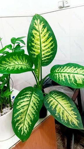 عکس گل و گیاه پارسا