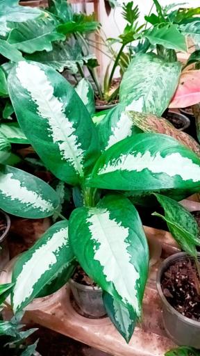 عکس گل و گیاه پارسا